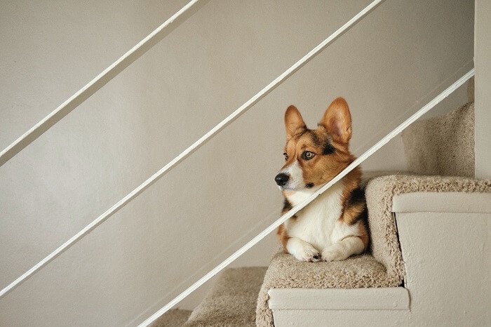 puppy in Stairs