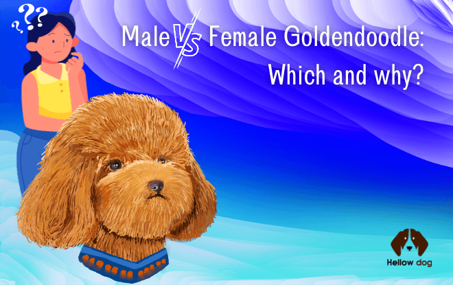 Male vs. Female Goldendoodle-Which and Why