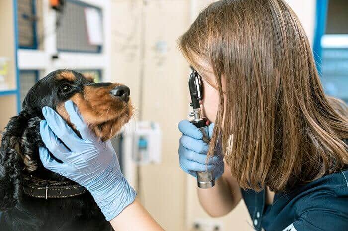 veterinary diagnostics lab