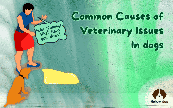 Common Causes of Urinary Issues in Dogs