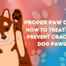 Dog Paw Care