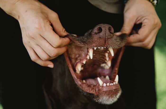Dog mouth opening showing teeth and gums