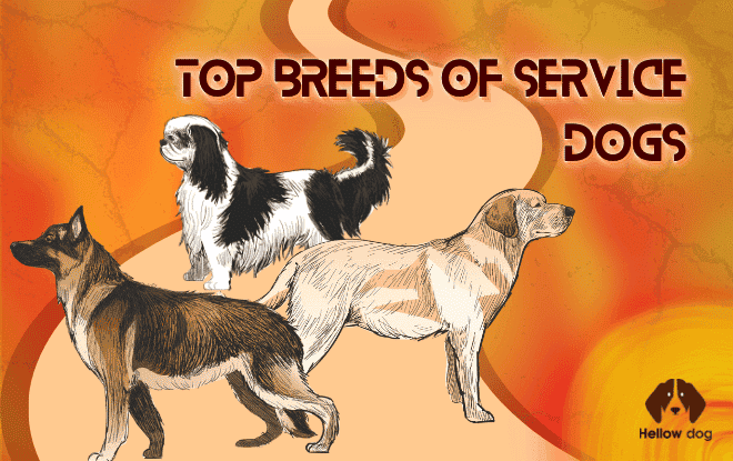 Top Breeds of Service Dogs