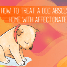 Treat A Dog Abscess