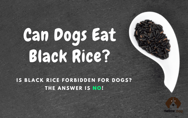 Black rice is good for dogs