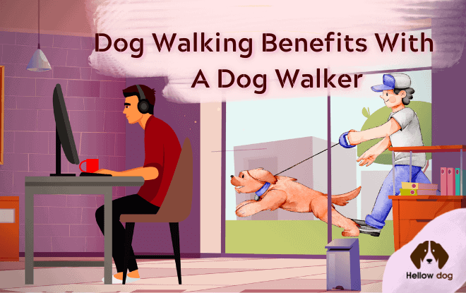 Dog Walking Benefits with a Dog Walker