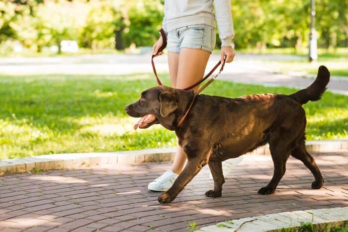 Woman walking with her dog on walkway in park