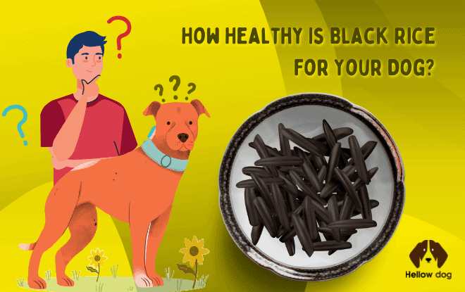 black rice for your dog benefits