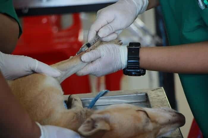 vet examining the blood.