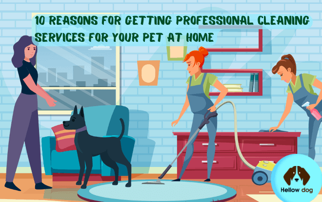 Getting Professional Cleaning Services for Your Pet