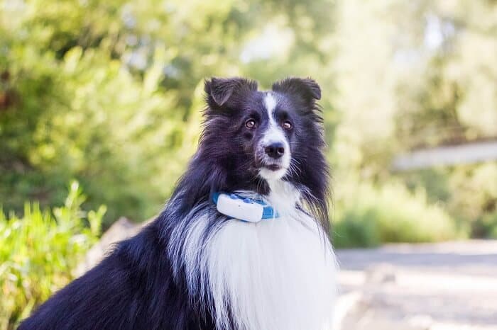 gps pet tracker no monthly fee