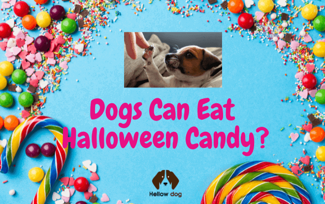 Dogs Can Eat Halloween Candy