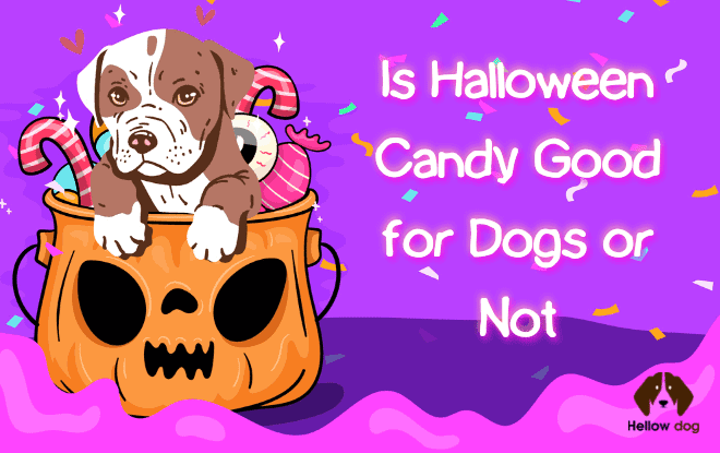 Halloween Candy Good for Dogs or Not