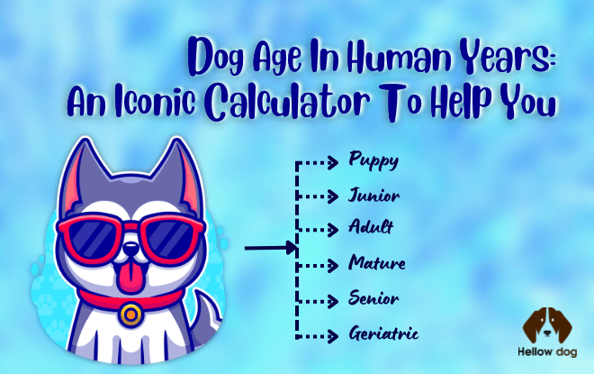dog age calculator