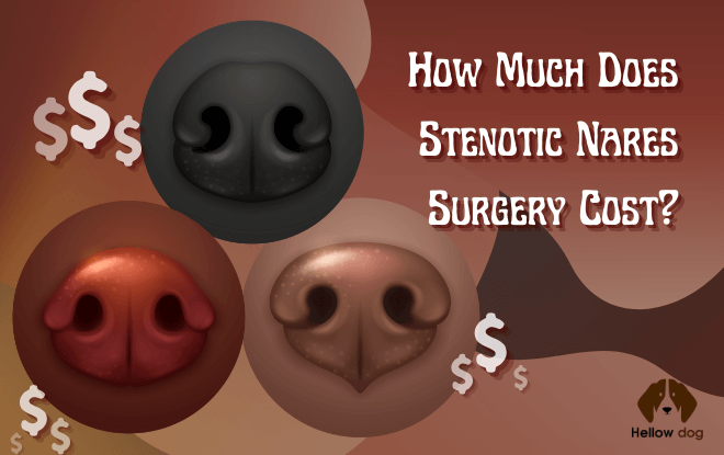 Dog stenotic nares and how much does the surgery cost