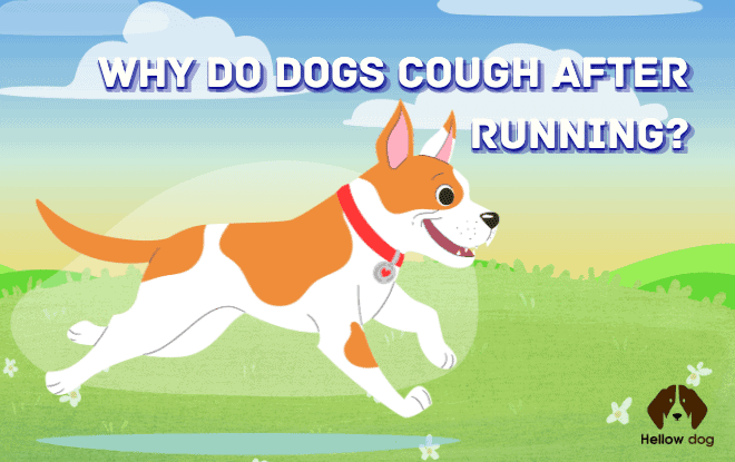Dogs Cough After Running Problems and remedies