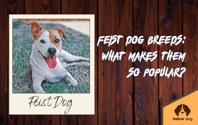 Feist Dog breeds What makes them so popular