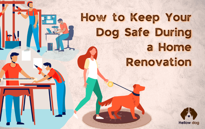 How to Keep Your Dog Safe during a Home Renovation