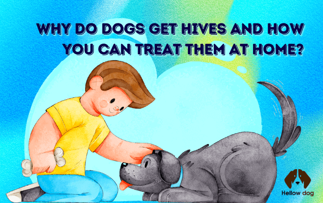 Why Do Dogs Get Hives and How You Can Treat Them at Home