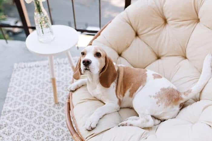 room in your house more luxurious for your dog