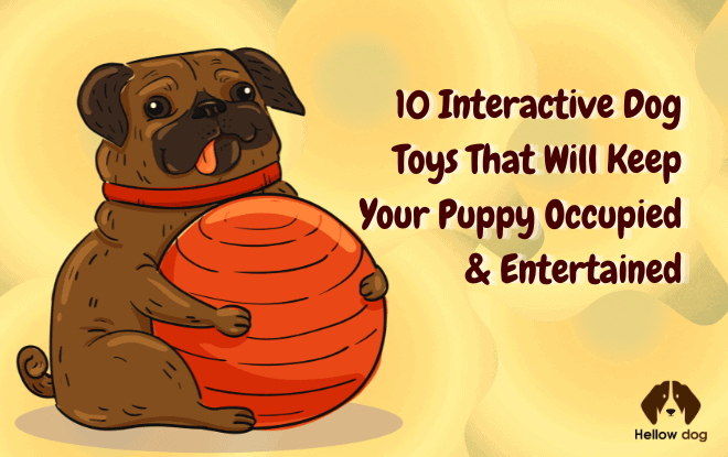 10 Interactive Dog Toys That Will Keep Your Puppy Occupied& entertained