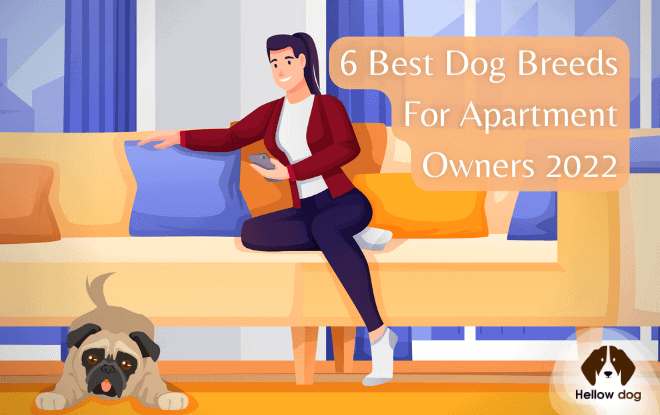 Best Dog Breeds for Apartment Owners