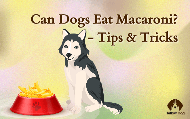 Can Dogs Eat Macaroni 