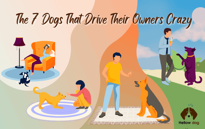 The 7 Dogs That Drive Their Owners Crazy