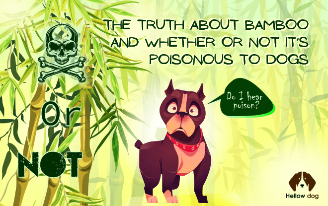 The Truth about Bamboo and Whether or Not it’s Poisonous to Dogs