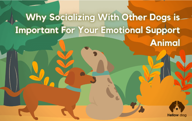 Why Socializing With Other Dogs is Important For Your Emotional Support Animal