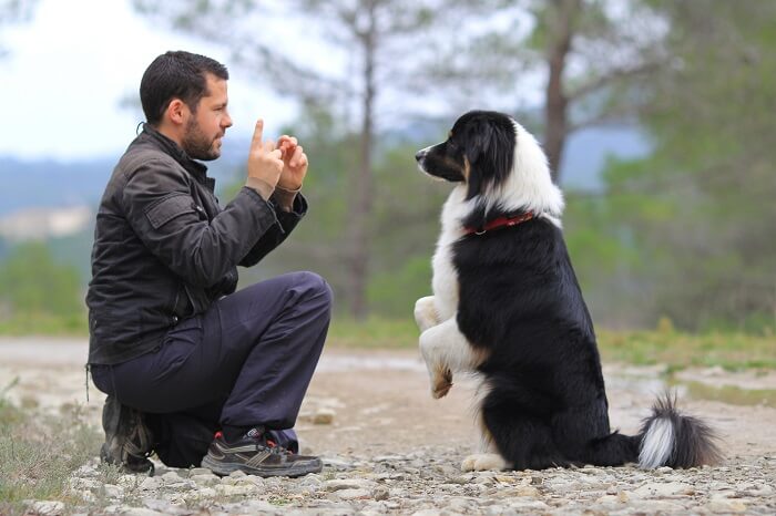 professional dog trainer can help you understand this behavior
