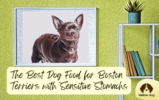 The Best Dog Food for Boston Terriers with Sensitive Stomachs