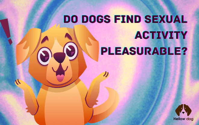 Does sex feel good for dogs