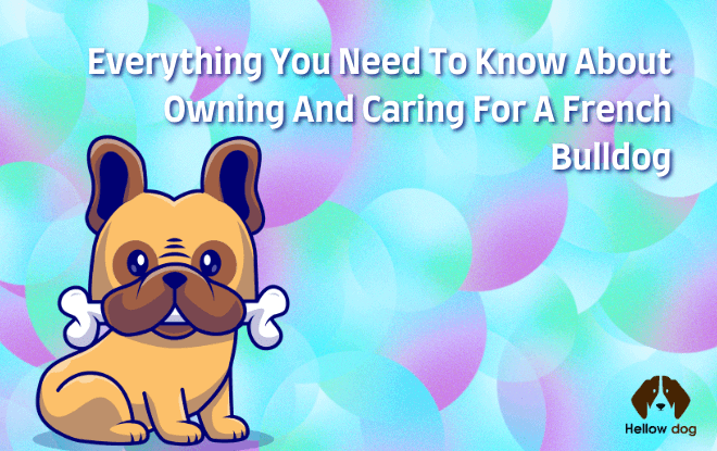 Owning and Caring for a French Bulldog