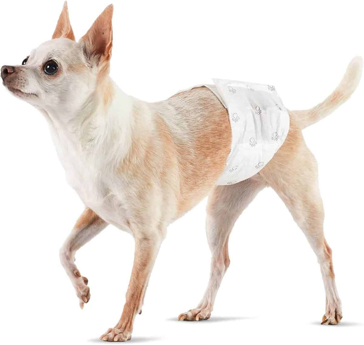 Why do dogs need diapers?