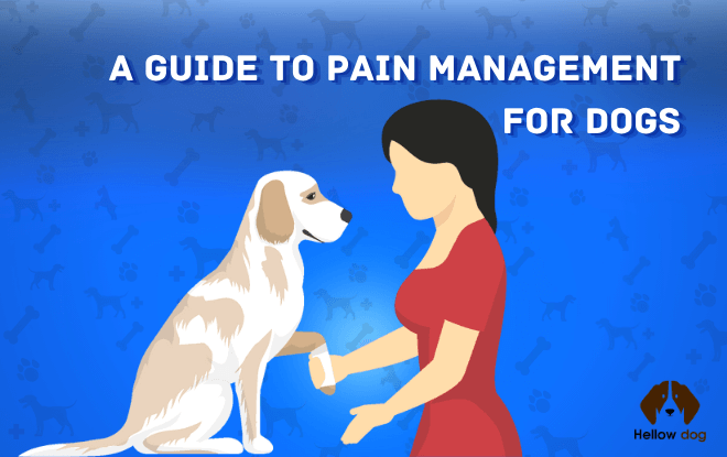 A Guide to Pain Management for Dogs
