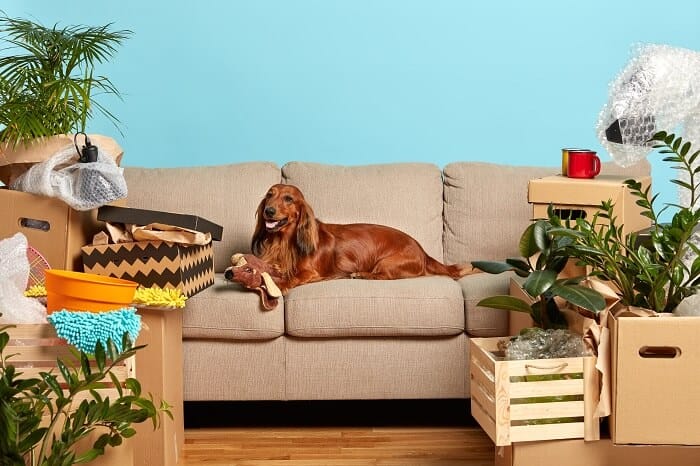A photo of a happy dog sitting next to a colorful arrangement of safe flowers and houseplants, including African violets, spider plants, and marigolds.