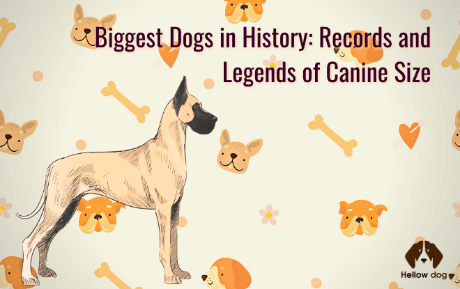 Biggest Dogs in History Records and Legends of Canine Size