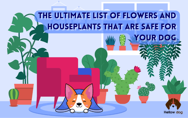 List of Flowers are Safe For Your Dog