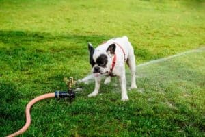 Person spraying a mist of water on a panting dog-hot day
