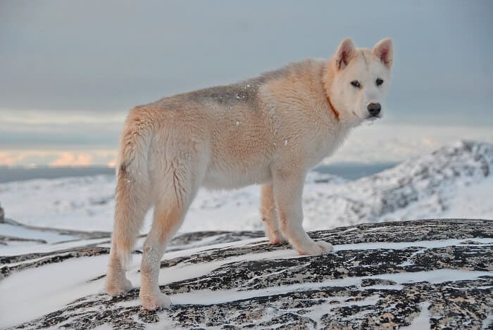 A Greenland dog in the snow is a magnificent sight to behold.