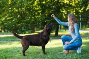 A photo showcasing a pet owner rewarding their furry companion with treats and praise. Positive reinforcement is an effective training method for new pet parents, encouraging desired behaviors through rewards and positive feedback.