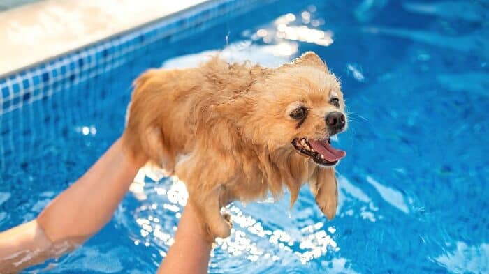 Keeping Your Pets Safe and Happy in the Pool