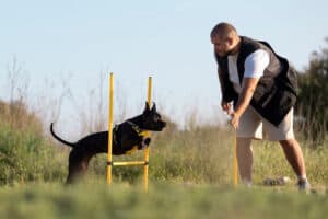 A picture illustrating a new pet parent patiently working with their pet on a training exercise. Patience and persistence are crucial elements in successful pet training. This image highlights the importance of remaining calm, consistent, and dedicated when guiding a pet through their training journey.