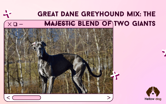 A Great Dane Greyhound Mix dog stands proudly, showcasing the majestic blend of two giant breeds. Its elegant stature and gentle expression exude both grace and strength.