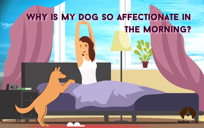 A dog affectionately cuddles with its owner in bed during the morning.