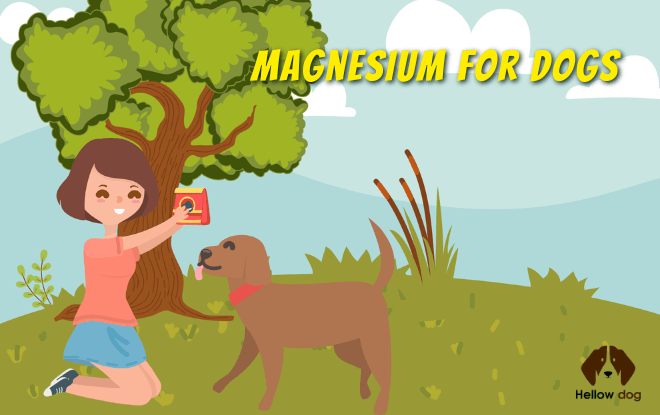 A happy dog playing outside with a bowl of magnesium-rich dog food in the foreground.