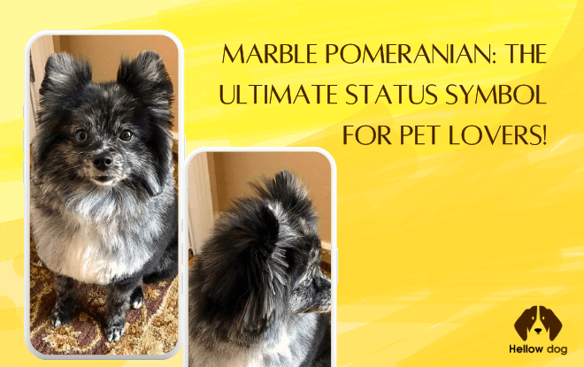 A luxurious Marble Pomeranian dog, showcasing its unique coat pattern and regal demeanor.