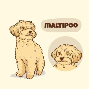 Comparison of Micro Teacup Maltipoo sizes, showcasing their adorable variations.