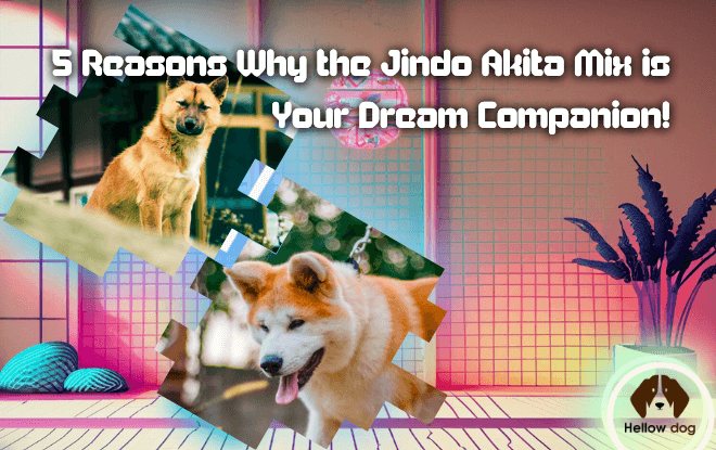 A beautiful Jindo Akita Mix dog with its owner, symbolizing companionship.